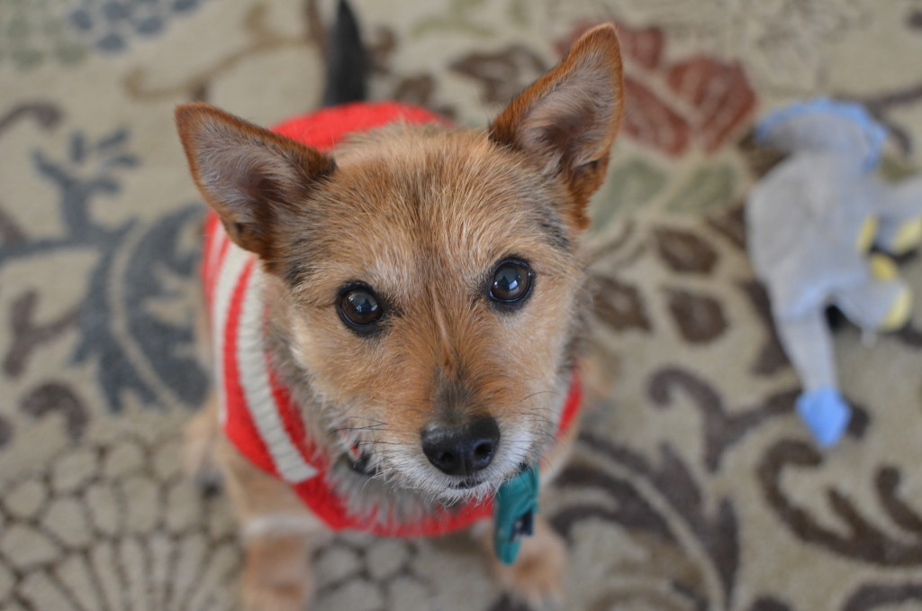 Meet the happiest dog in the world I Still Want More Puppies