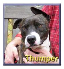 Thumper