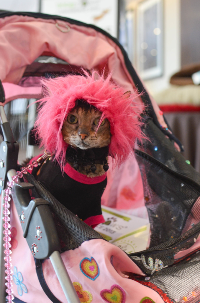 Pink Punk Rock Cat: I Still Want More Puppies