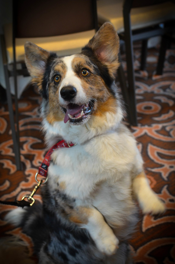 Dewi the Corgi: I Still Want More Puppies