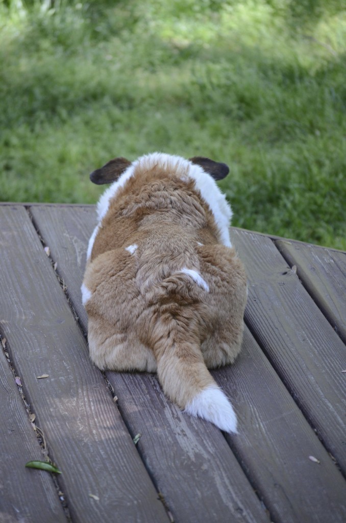 Keeping an eye on the lawn...