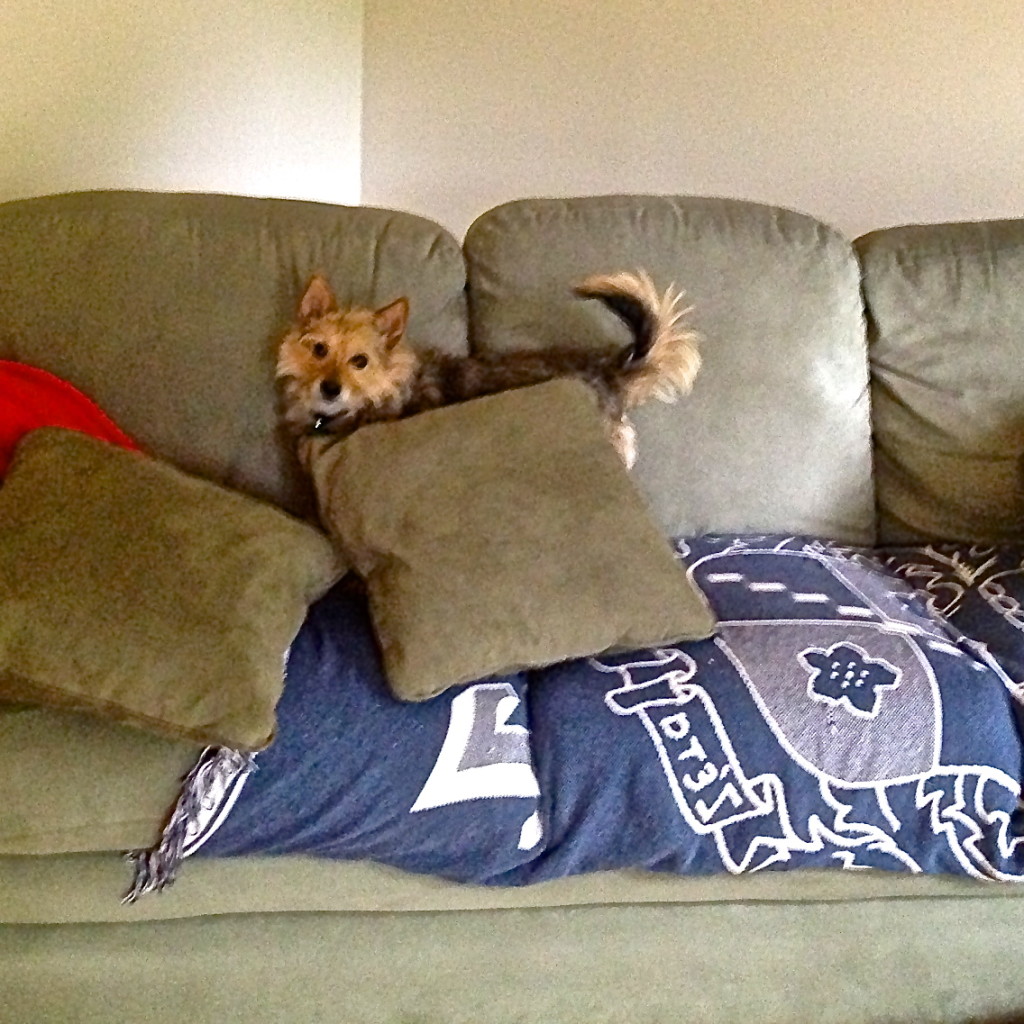 Tavish and pillows: I Still Want More Puppies