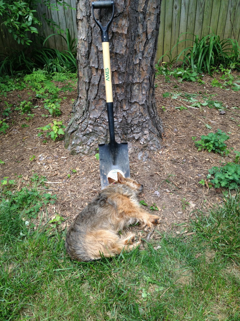 When a dog uses a shovel: I Still Want More Puppies