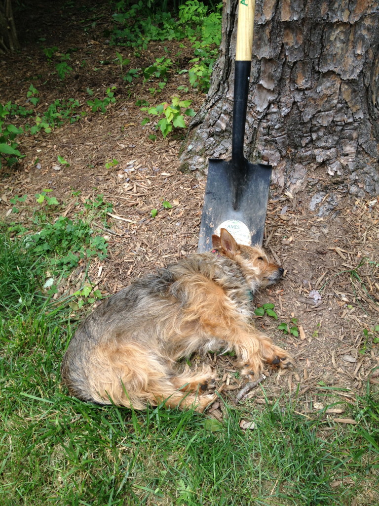 Using a shovel as a pillow: I Still Want More Puppies