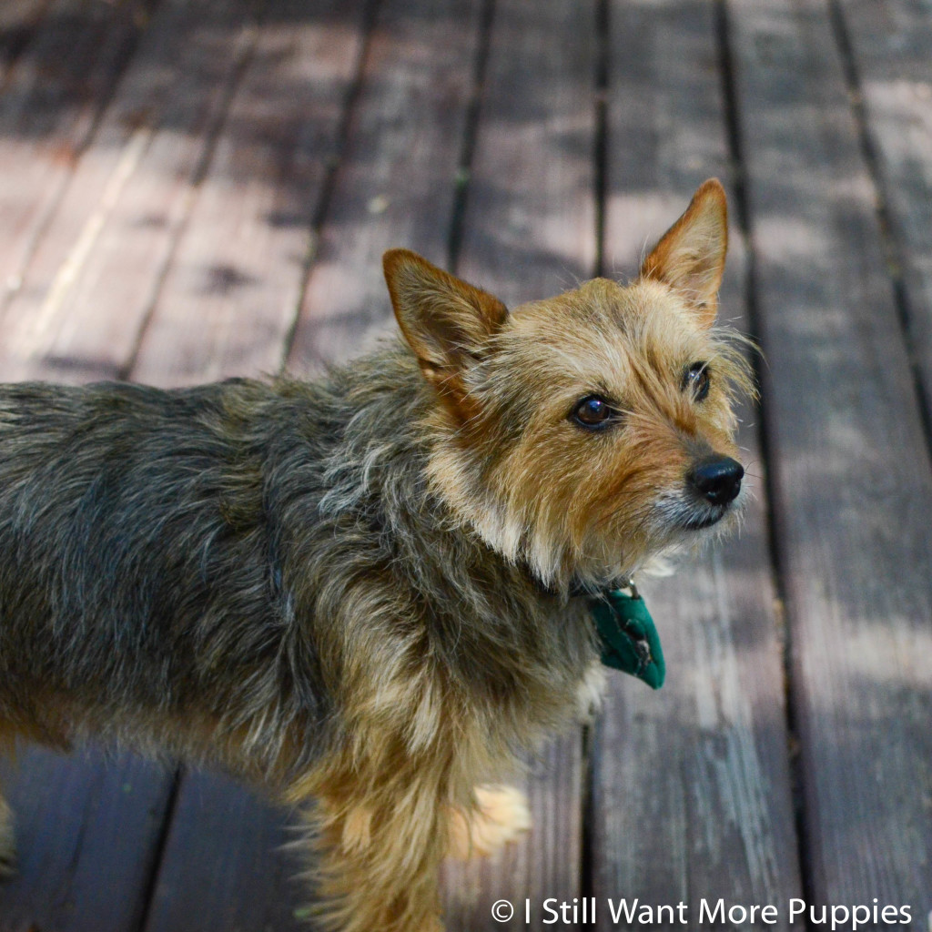 ZZ Top: I Still Want More Puppies