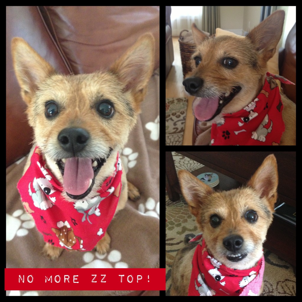 No more ZZ Top: I Still Want More Puppies