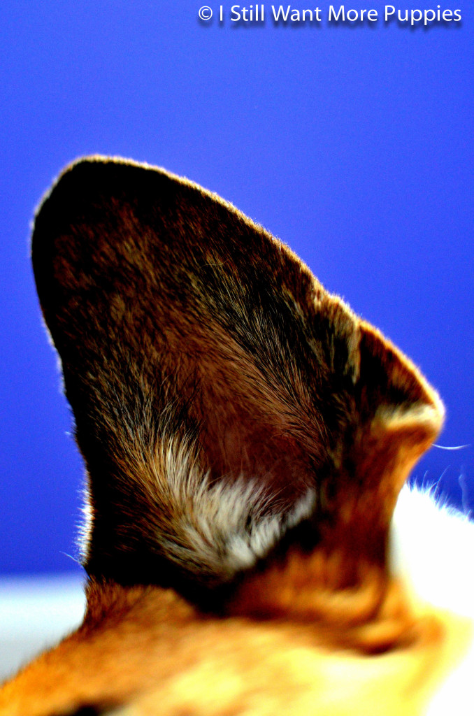 Bella's ear - I Still Want More Puppies