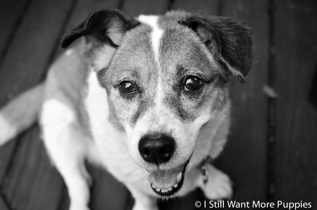 Bella at the BBQ: I Still Want More Puppies