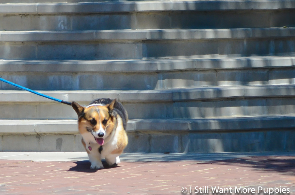 HLD Photo Walk 2: I Still Want More Puppies