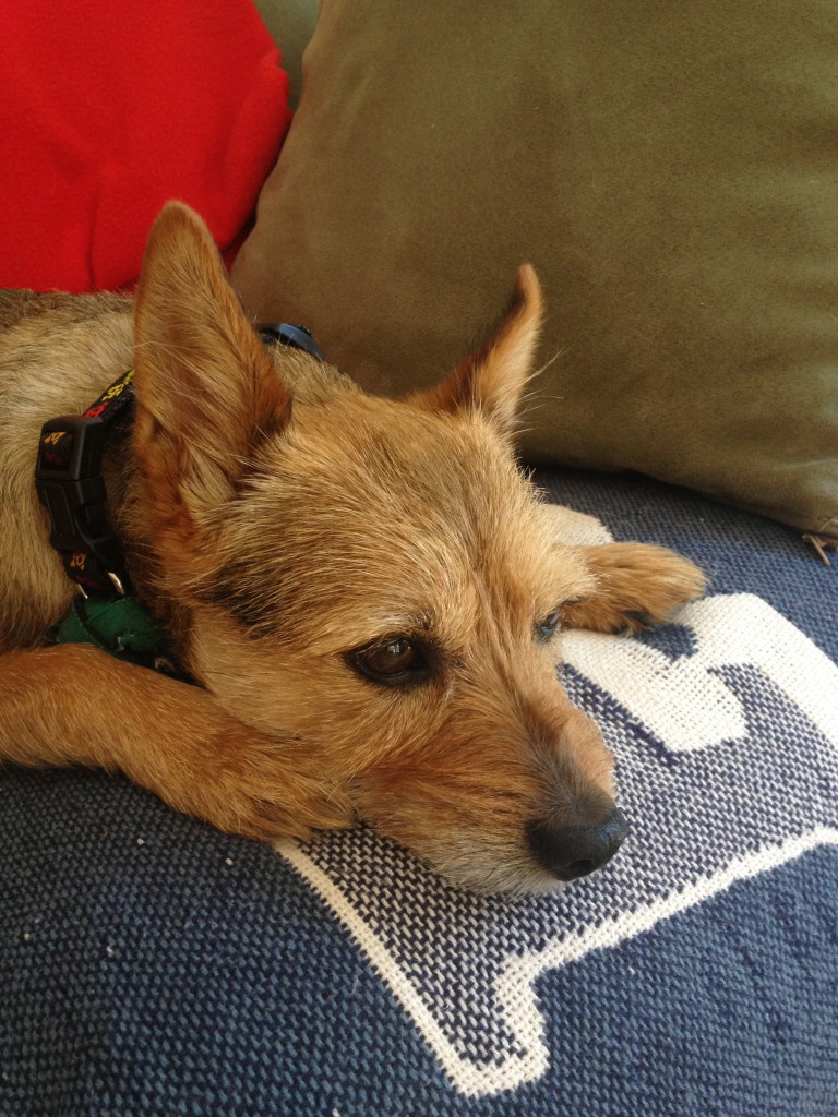 Mr. T: I Still Want More Puppies