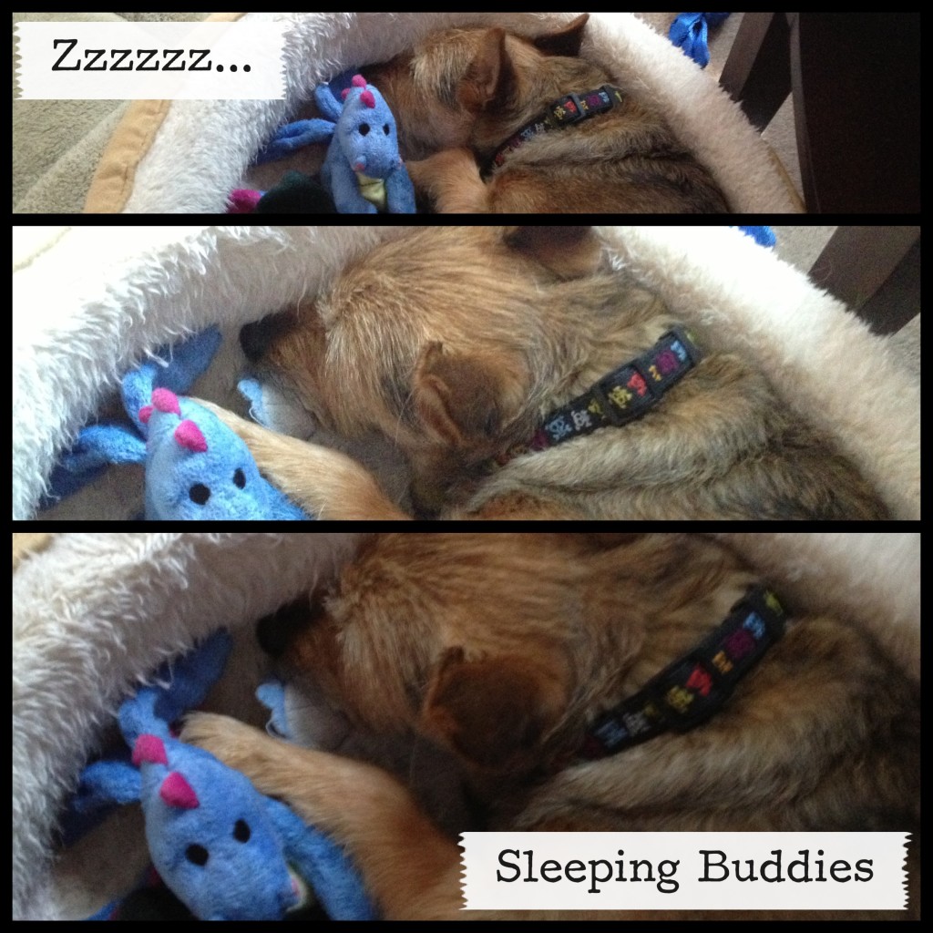 Sleepy Tavish: I Still Want More Puppies