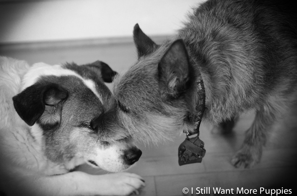 I shall kiss you: I Still Want More Puppies