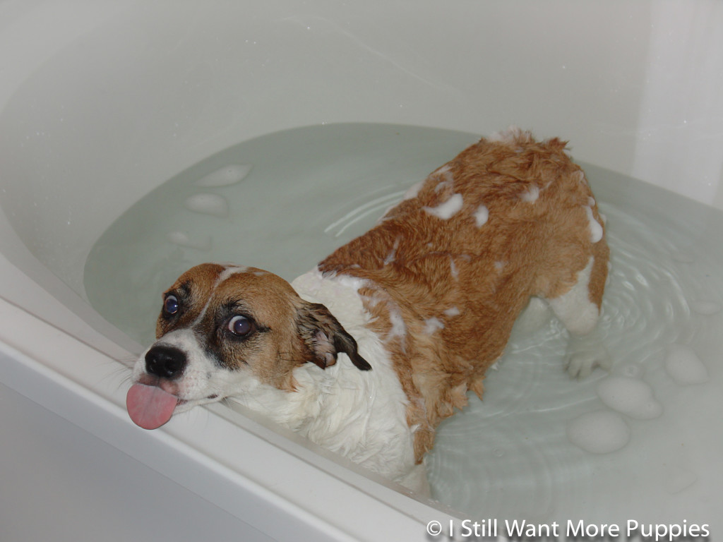 Bella in the bath: I Still Want More Puppies