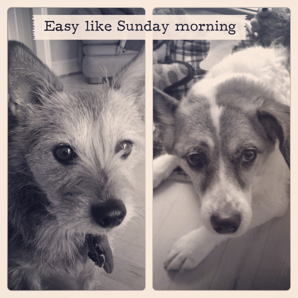 Easy like Sunday morning: I Still Want More Puppies