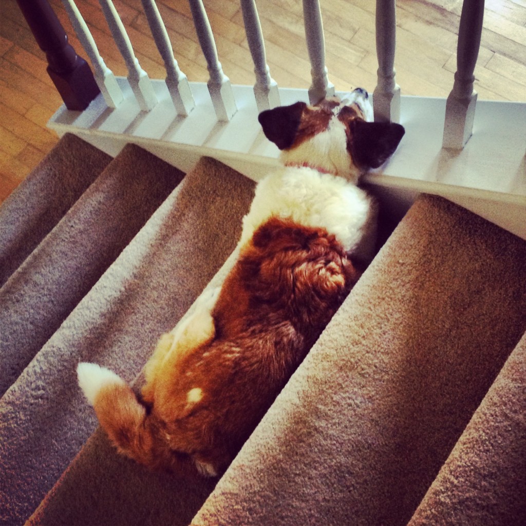 Bella in repose: I Still Want More Puppies