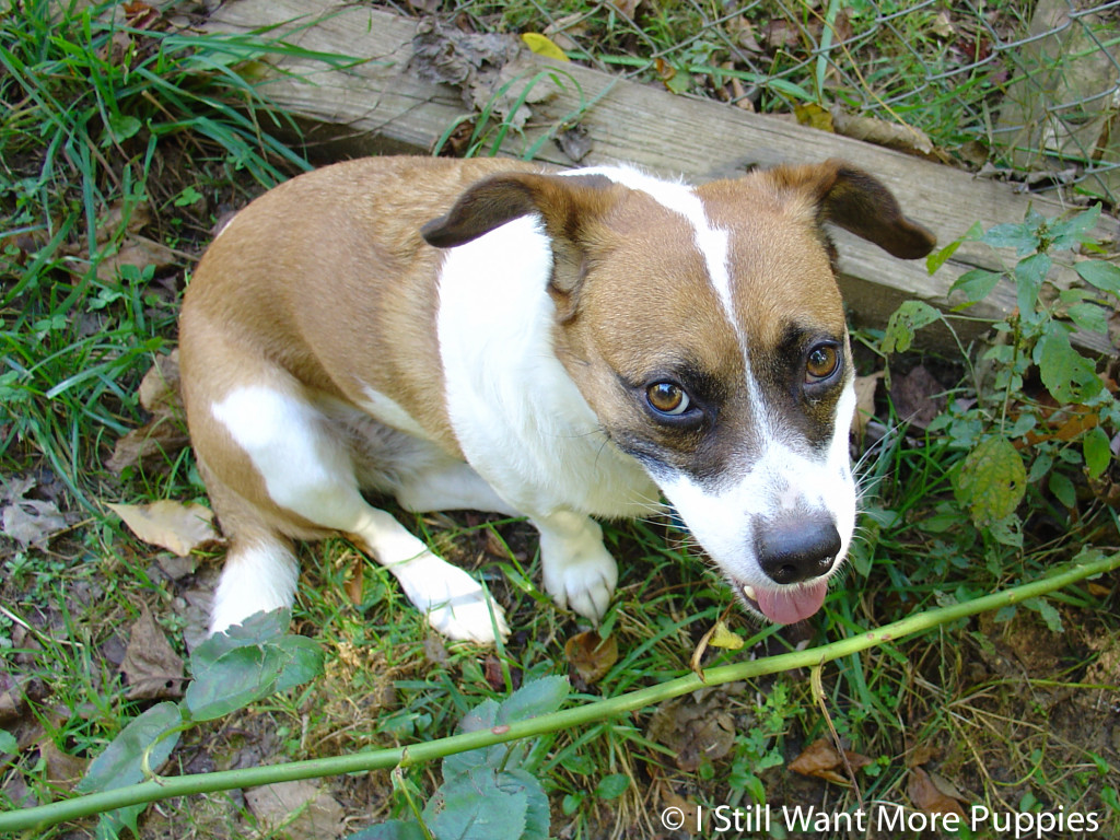 Young Bella: I Still Want More Puppies