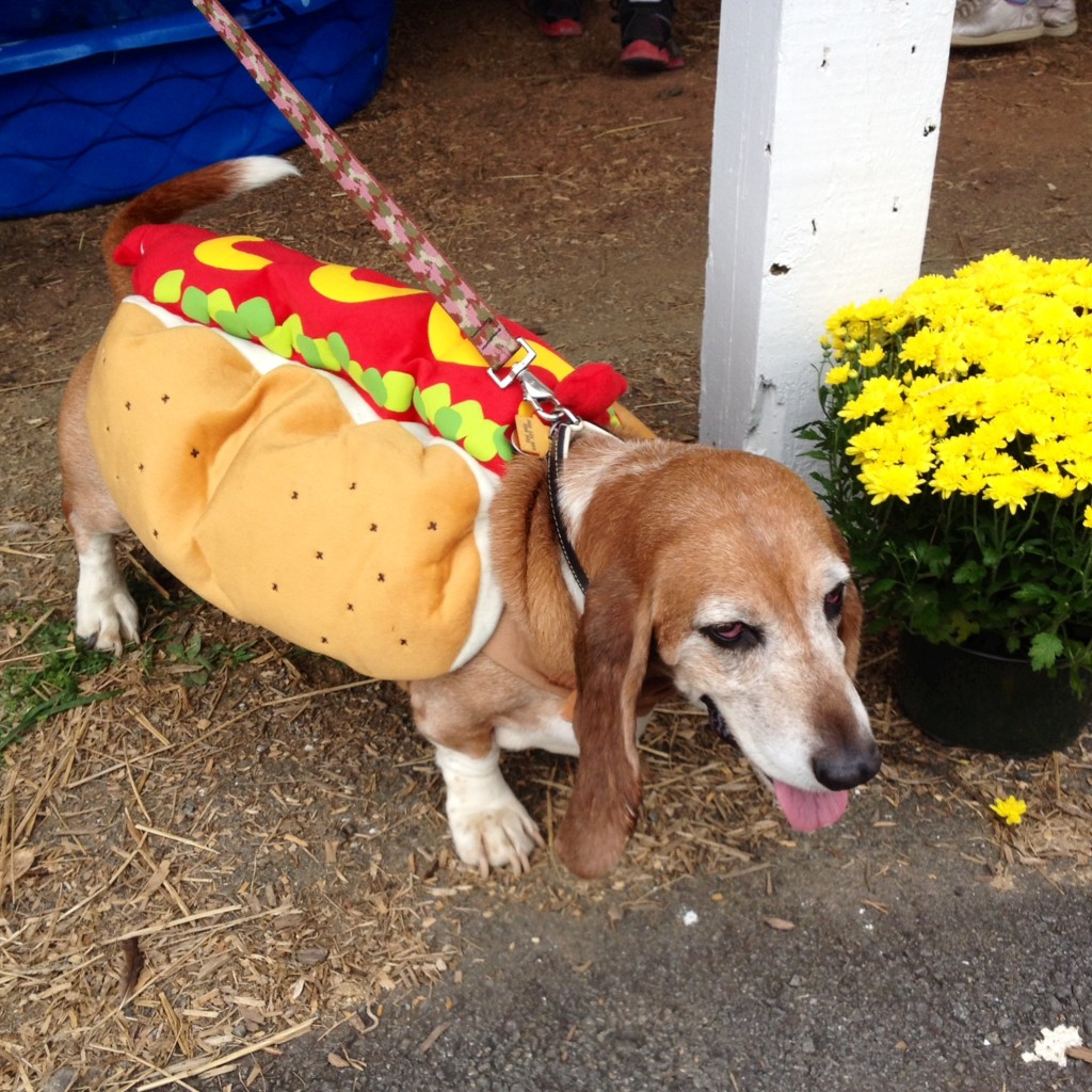 Hot diggity hot dog via I Still Want More Puppies: wantmorepuppies.com