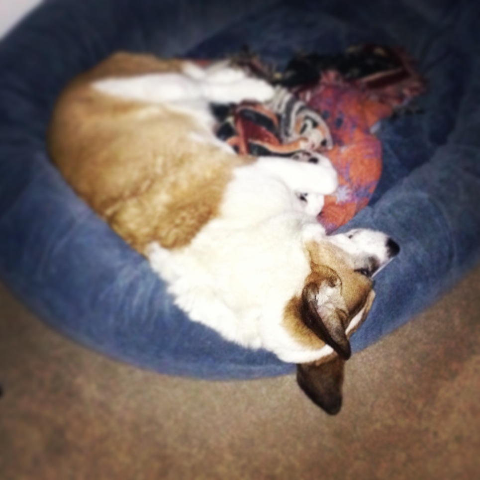 Sleep space: I Still Want More Puppies