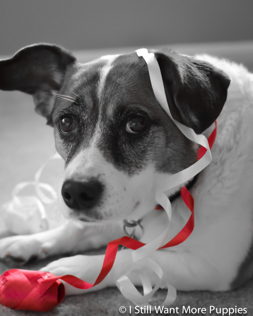 Puppy present wrapping via wantmorepuppies.com