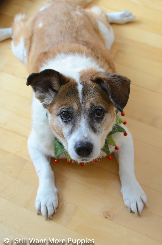 Bella the clown via wantmorepuppies.com