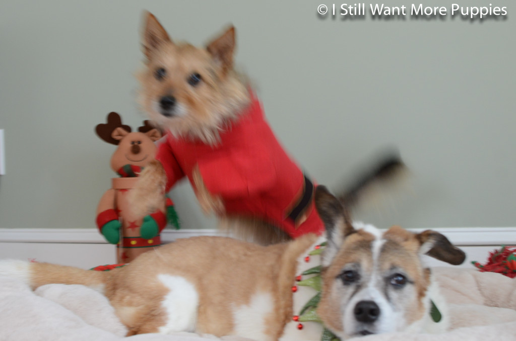 Leaping Tavish, unimpressed Bella via wantmorepuppies.com